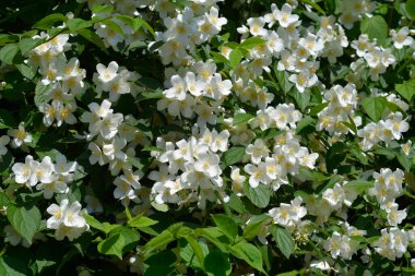 Çiçekli tatlandırıcı portakal dalı - Latince adı