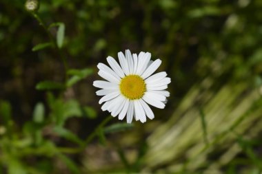 Testere yapraklı papatya çiçeği - Latince adı - Leucanthemum adustum