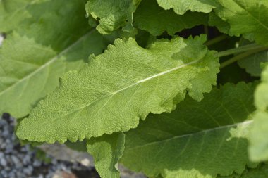 İran adaçayı yaprakları - Latince adı - Salvia staminea