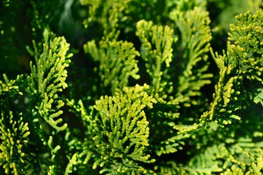 Cüce Hinoki selvi dalları - Latince adı Chamaecyparis obtusa Nana