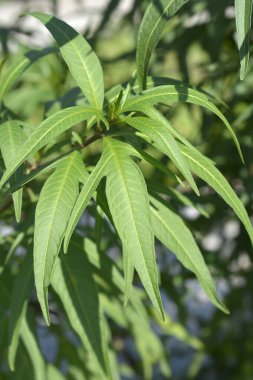 Kanguru elması yeşili yaprakları - Latince adı - Solanum laciniatum