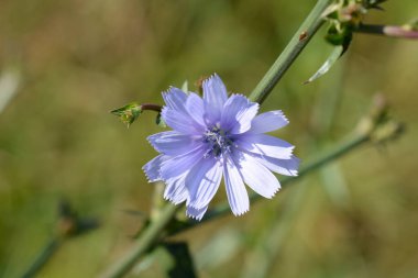 Vahşi hindiba çiçeği - Latince adı - Cichorium intybus