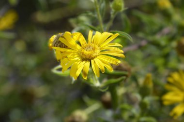 Limon sarısı sahte altın çiçeği - Latince adı Heterotheca kampporum var. glandulissimum