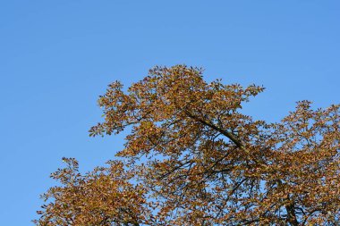 Mavi gökyüzünde turuncu ve kahverengi yapraklı yaygın at kestanesi dalları - Latince adı - Aesculus hipocastanum