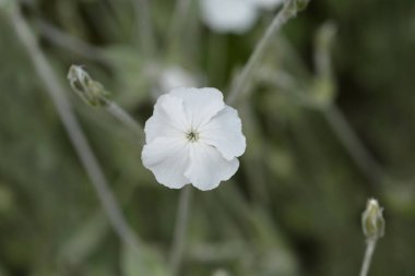 Beyaz gül karides - Latince adı - Silene coronaria Alba