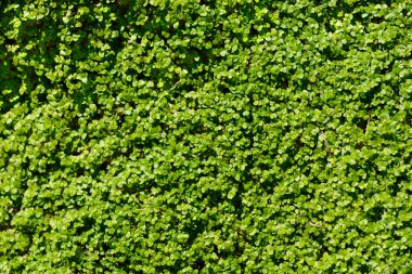 Babys tears leaves - Latin name - Soleirolia soleirolii