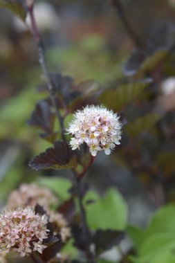 Latince adı Physocarpus opulifolius Kızıl Baron olan çiçekli Ninebark Kızıl Baron şubesi.