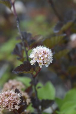 Ninebark Red Baron branch with flowers - Latin name - Physocarpus opulifolius Red Baron clipart