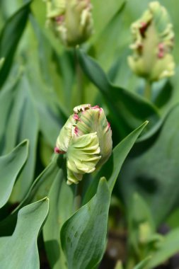 Papağan Tulip Estella Rijnveld çiçek tomurcukları - Latince adı - Tulipa Estella Rijnveld 