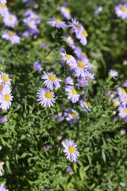 New York aster Profesörü Kippenberg çiçekleri - Latince adı - Symphyotrichum novi-belgii Profesör Kippenberg