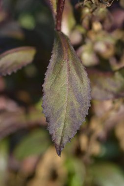 Lobelia Yıldızgemisi Scarlet yeşil ve bronz yaprak - Latince adı - Lobelia x speciosa yıldız gemisi Scarlet
