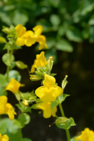 Żółty Kwiat Małpy Nazwa Łacińska Mimulus Luteus Erythranthe Lutea — Zdjęcie stockowe