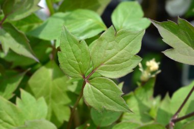 Clematis Kokulu Bahar Yaprakları - Latince adı - Clematis Montana Kokulu Bahar