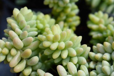 Burros kuyruğu - Latince adı - Sedum morganianum Burrito