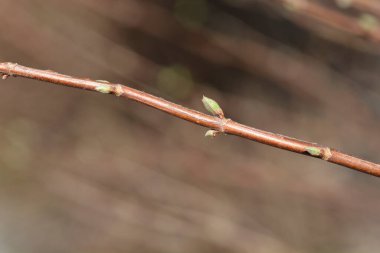 Yaprak tomurcuklu Fuzzy Deutzia Flore Pleno şubesi - Latince adı Deutzia scabra Flore Pleno