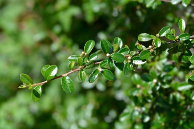 Çiçek tomurcukları olan Bearberry cotoneaster dalı - Latince adı - Cotoneaster dammeri