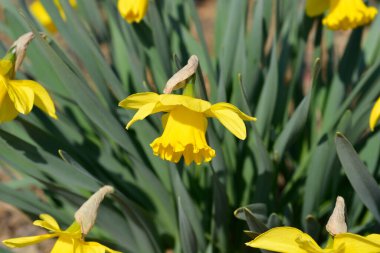 Vahşi nergis sarı çiçekleri