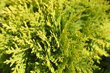 Arborvitae Mirjam dalı - Latince adı - Thuja occidentalis Mirjam