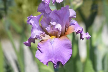 Uzun sakallı süsen çiçeği Azgın Lorri latin adı Iris barbata elatior Azgın Lorri