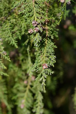 False cypress branches with seed cones - Latin name - Chamaecyparis lawsoniana