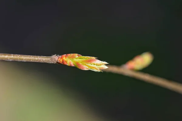葉芽と共通の角膜枝 ラテン語名 カルピノス ベッツルス — ストック写真