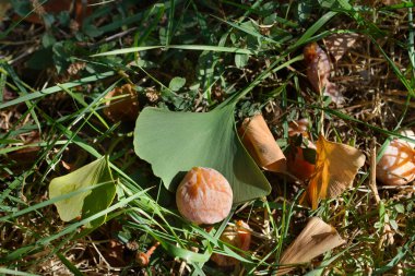 Ginkgo meyvesi ve yerde yaprak Latince adı Ginkgo biloba.