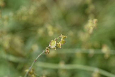 Kalkan liman tohumları - Latince adı - Rumex scutatus