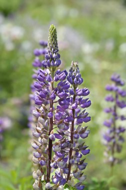 Lupin Russel Melezleri çiçekleri - Latince adı Lupinus Russel Melezleri