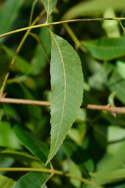 Latince adı Carya illinoinensis olan fındık ağacı dalı