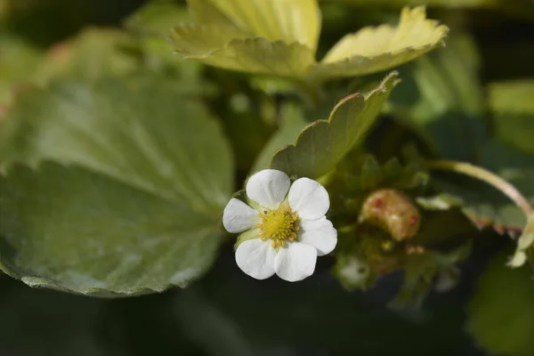 Strawberry San Andreas Flower Leaves Latin Name Fragaria Ananassa San — Stock Photo, Image