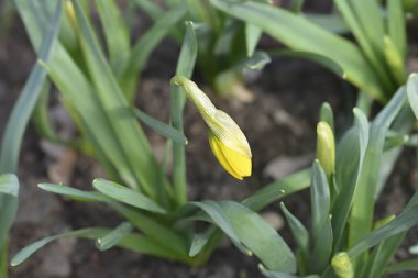 Nergis çiçeği tomurcuğu - Latince adı - Narcissus Jetfire