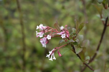 Arrowwood Charles Lamont şubesi pembe çiçekli - Latince adı Viburnum x bodnantense Charles Lamont
