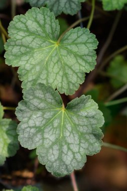 Mezuniyet kökü yaprakları - bilimsel isim - Heuchera americana dales Strain