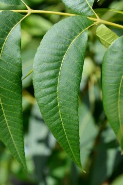 Latince adı Carya illinoinensis olan fındık ağacı dalı