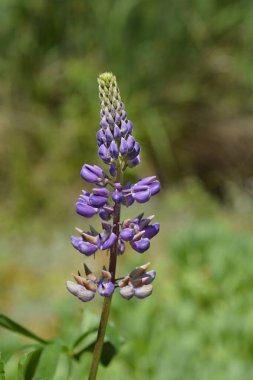 Lupin Russel Melezleri çiçekleri - Latince adı Lupinus Russel Melezleri