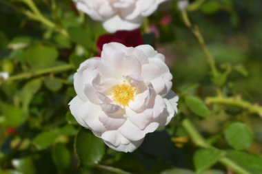 Beyaz çalı çiçekleri ve yaprakları - Latince adı - Rosa White Hedge