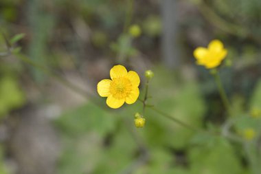 Yünlü düğün çiçeği - Latince adı - Ranunculus lanuginosus