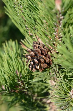 Çam kozalaklı cüce dağ dalı - Latince adı Pinus mugo