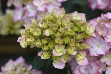 Fransız ortanca çiçekleri - Latince adı - Hydrangea makrophylla
