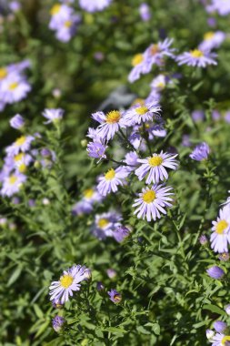 New York aster Profesörü Kippenberg çiçekleri - Latince adı - Symphyotrichum novi-belgii Profesör Kippenberg