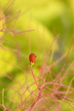 Altın Ruh latin adı Cotinus coggygria Altın Ruh olan küçük meyvelerden iç.