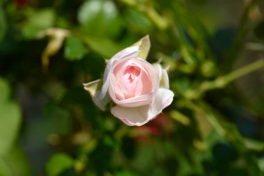 Beyaz çalı çiçeği tomurcuğu - Latince adı Rosa White Hedge