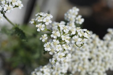 Beyaz Yarrow çiçekleri - Latince adı - Achillea millefolium Beyaz Güzellik