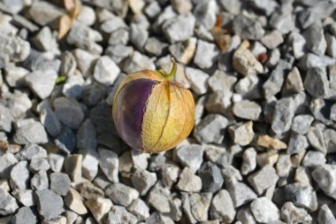 Yerde domatesli mor meyve, bilimsel adı Physalis ixocarpa.