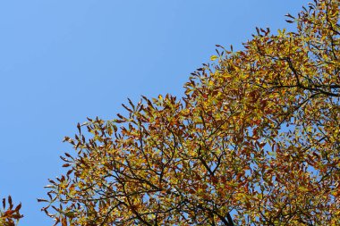 Mavi gökyüzünde turuncu ve kahverengi yapraklı yaygın at kestanesi dalları - Latince adı - Aesculus hipocastanum