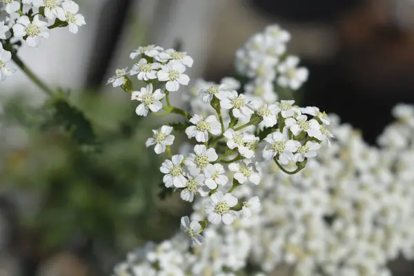 White Beauty Yarrow flowers - Latin name - Achillea millefolium White Beauty