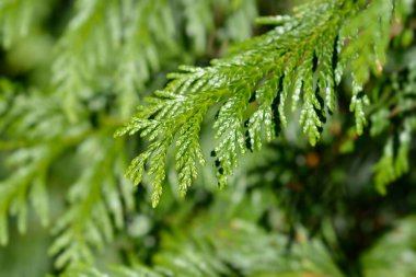 Batı kırmızı sedir dalı - Latince adı - Thuja plicata