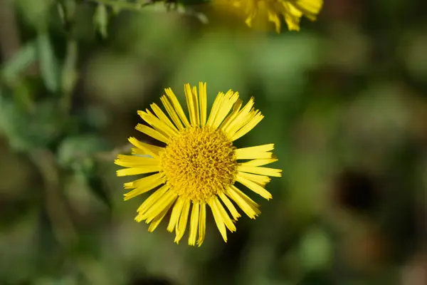 Mały Żółty Kwiat Fleabanu Łacińska Nazwa Pulicaria Vulgaris — Zdjęcie stockowe