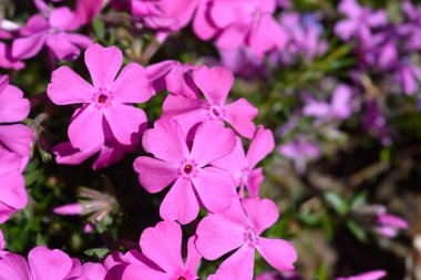 Sürünen Phlox pembe çiçekleri - Latince adı - Phlox subulata Fabulous Rose