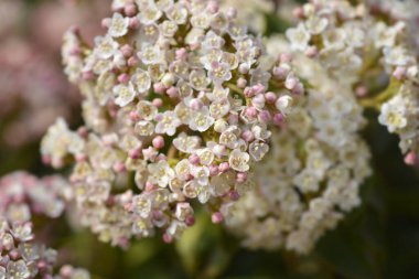 Laurustinus Eve Price çiçekleri - Latince adı - Viburnum tinus Eve Price